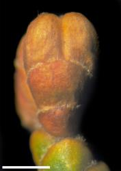 Veronica ochracea. Infructescence, showing bract, calyx, and capsule. Scale = 1 mm.
 Image: W.M. Malcolm © Te Papa CC-BY-NC 3.0 NZ